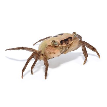 Marble Crab